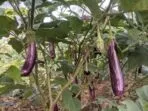Characteristics and description of eggplants King of the North F1