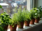 grow herbs indoors US apartement